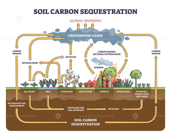 soil carbon sequestration outline diagram 1