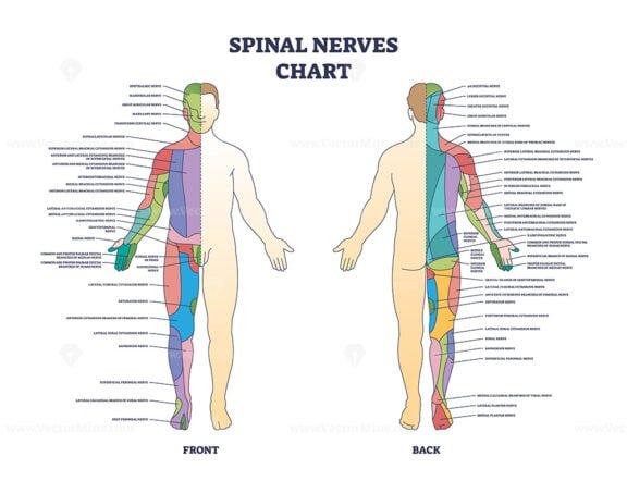 spinal nerves chart outline 1