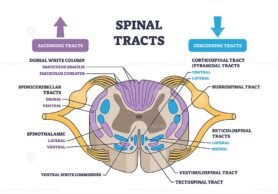 spinal tracts outline diagram 1