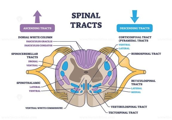spinal tracts outline diagram 1