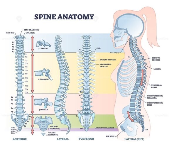 spine anatomy outline 1