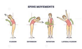 spine movements outline diagram 1