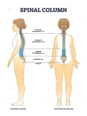 spine structure outline diagram 1