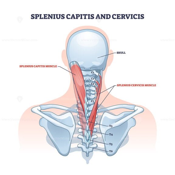 splenius capitis and cervicis outline diagram 1