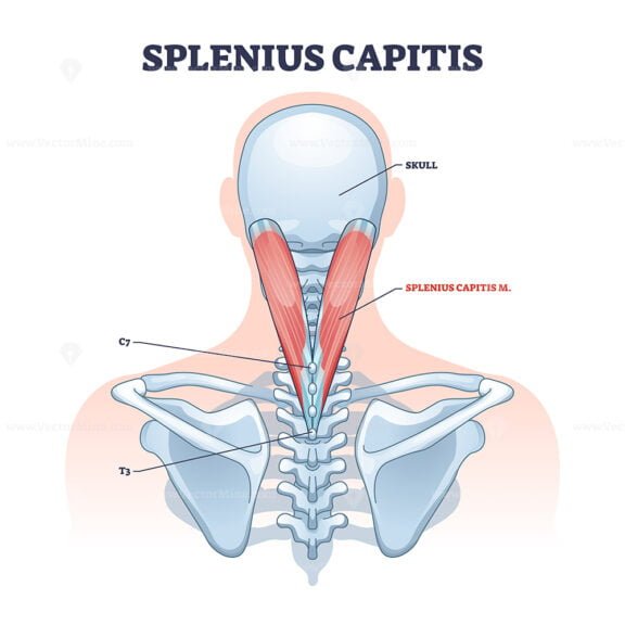 splenius capitis outline 1