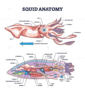 Diagram of a squid anatomy