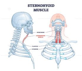 sternohyoid outline diagram 1