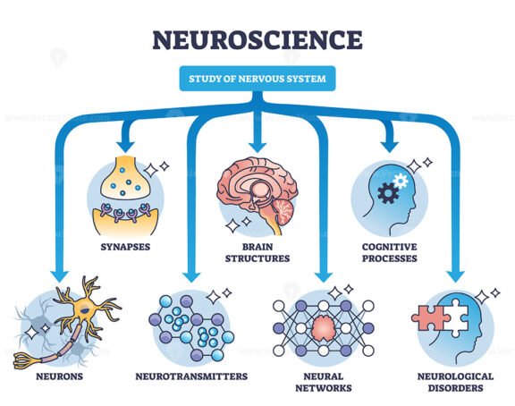 study within neuroscience outline diagram 1