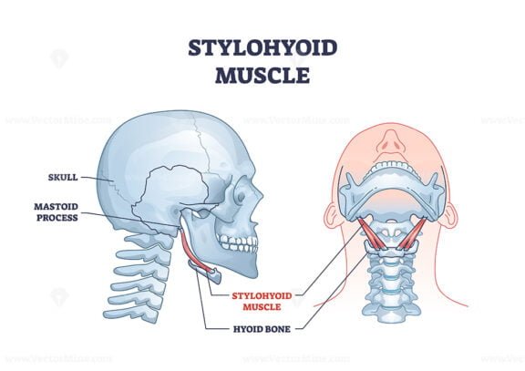 stylohyoid outline 1