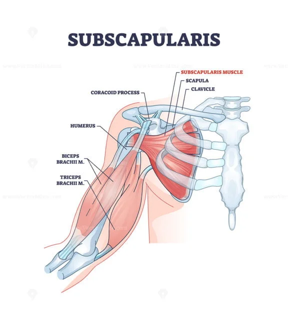 subscapularis outline diagram 1