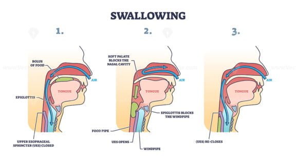 swallowing outline diagram 1