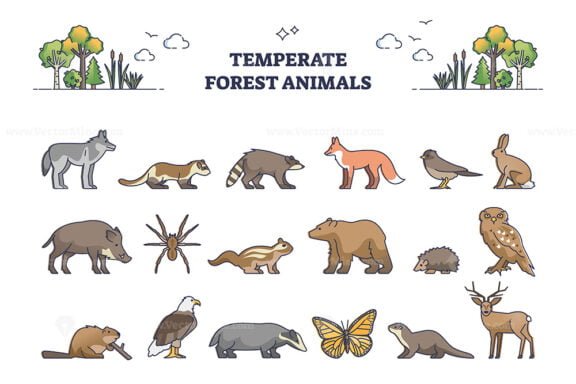 temperate forest animals outline set 1