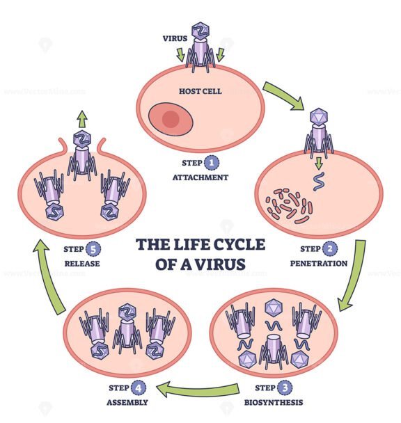 the life cycle of a virus outline diagram 1