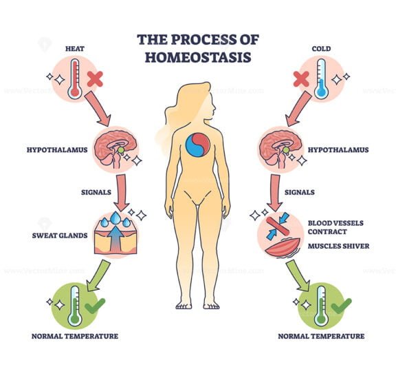 the process of homeostasis outline diagram 1