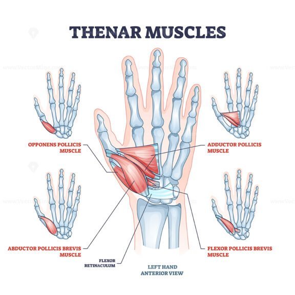 thenar muscles outline 1