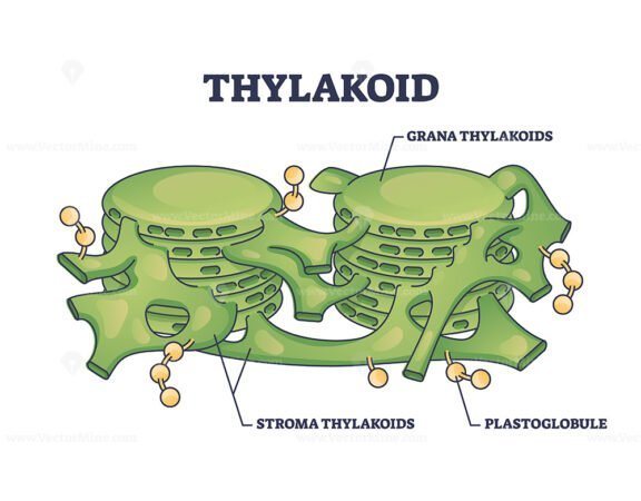 thylakoid outline 1