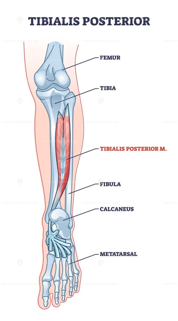tibialis posterior outline diagram 1