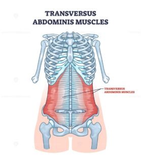 transversus abdominis muscles outline diagram 1