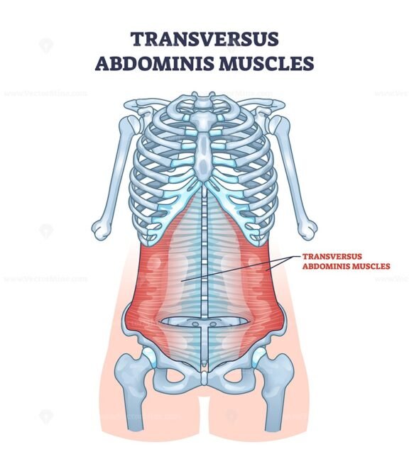 transversus abdominis muscles outline diagram 1