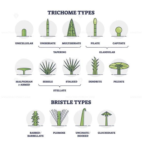trichome and bristle types outline 1