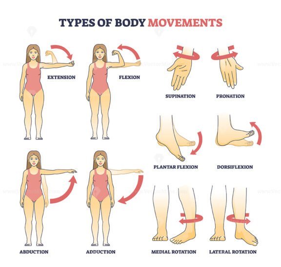 types of body movements outline diagram 1