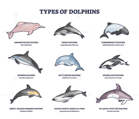 types of dolphins outline 1