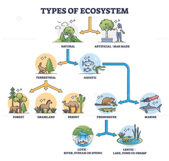 types of ecosystem 2 outline diagram 1