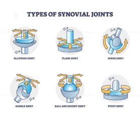 types of synovial joints outline 1