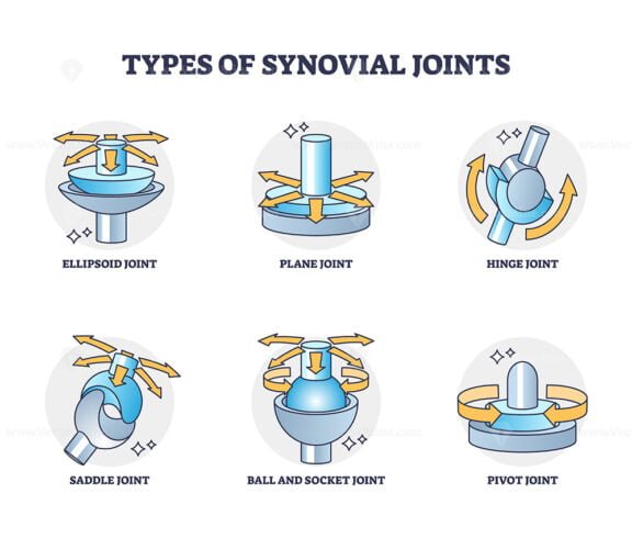 types of synovial joints outline 1