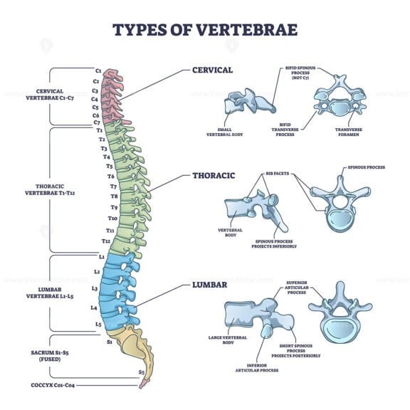 types of vertebrae outline diagram 1