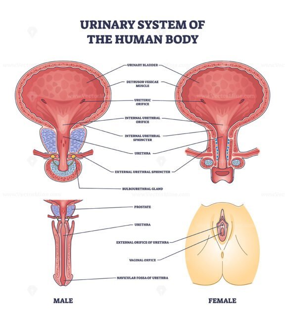 urinary system of the human body 2 outline 1