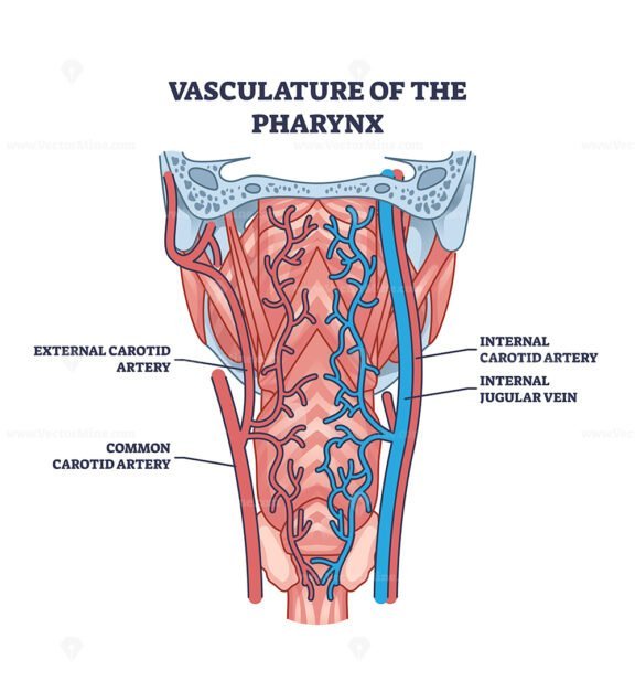 vasculature of the pharynx outline 1