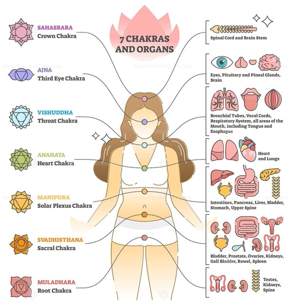 7 chakras and organs explanation as holistic healing basics outline