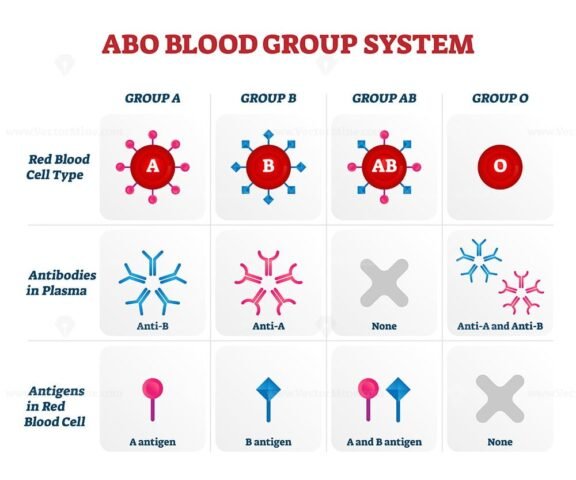 ABO Blood Group Types Vector Illustration Chart – VectorMine