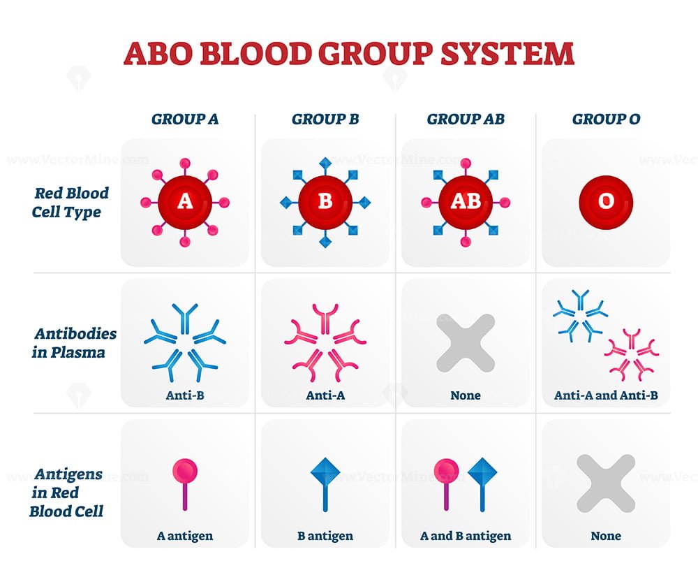 abo-blood-group-types-vector-illustration-chart-vectormine