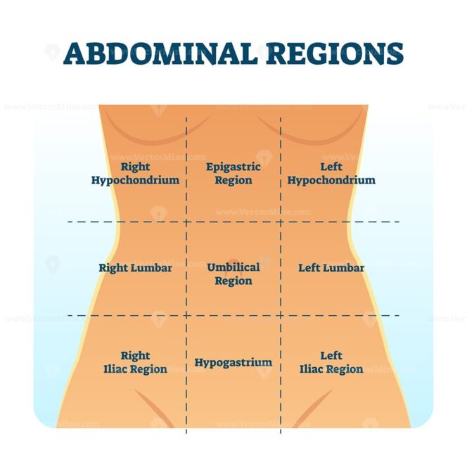 Abdominal quadrant regions scheme as stomach division vector ...