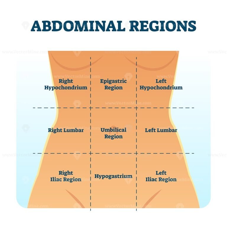 abdominal-quadrant-regions-scheme-as-stomach-division-vector