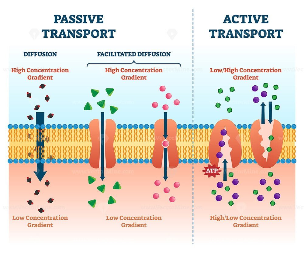 Active Passive Transport Vector Illustration VectorMine