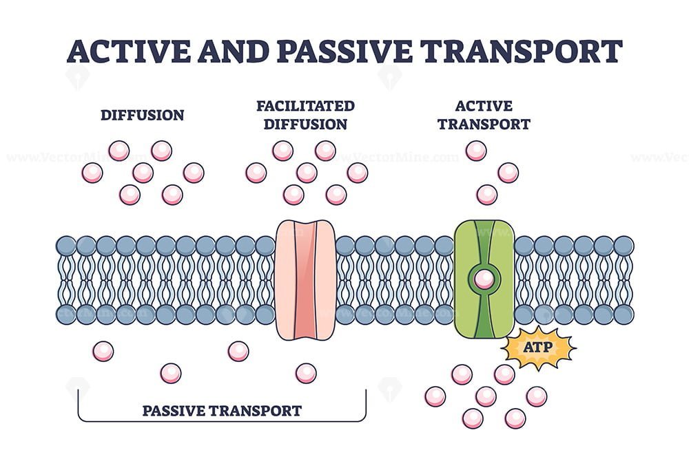 Active And Passive Transport As Molecules ATP Movement In Outline 