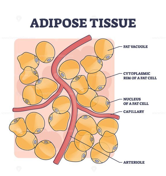 Adipose tissue or body fat anatomical inner cell structure outline