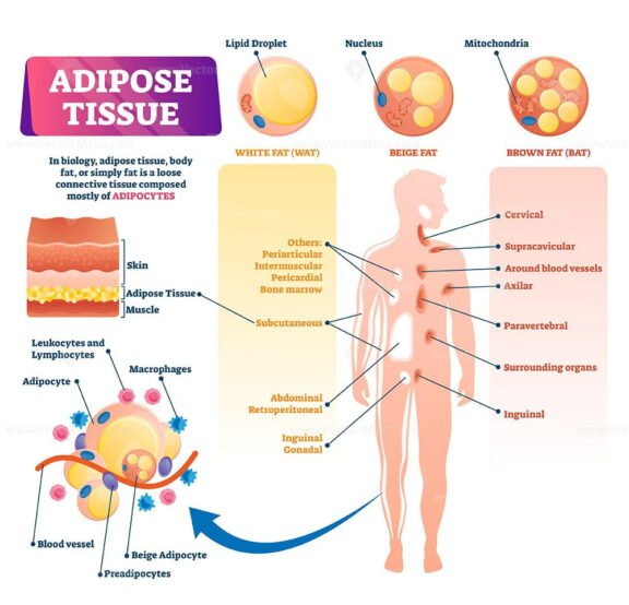 Adipose tissue