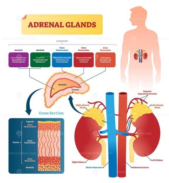 Adrenal Glands