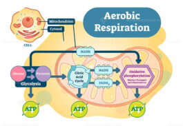 Aerobic Respiration bio anatomical vector illustration diagram - VectorMine