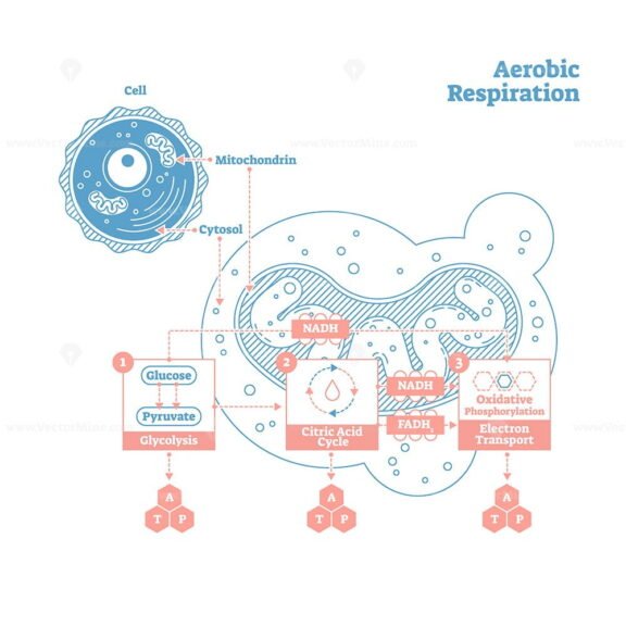 Aerobic Respiration Outline