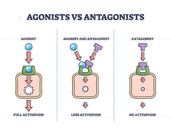 Agonists VS Antagonists outline diagram