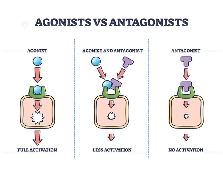 agonists-vs-antagonists-drugs-behavior-to-receptor-activation-outline