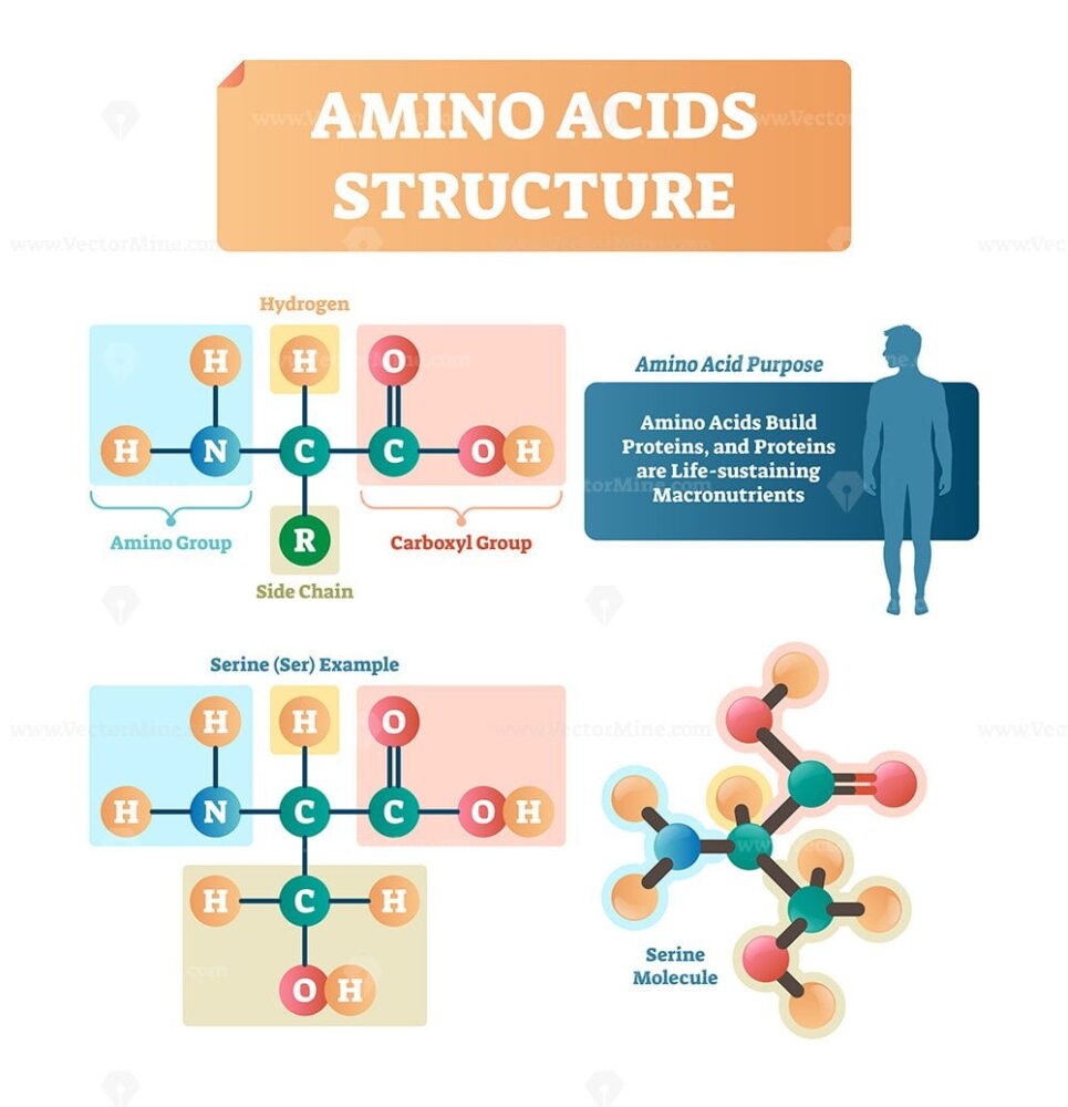 Amino Acids Structure Vector Illustration Vectormine 7295