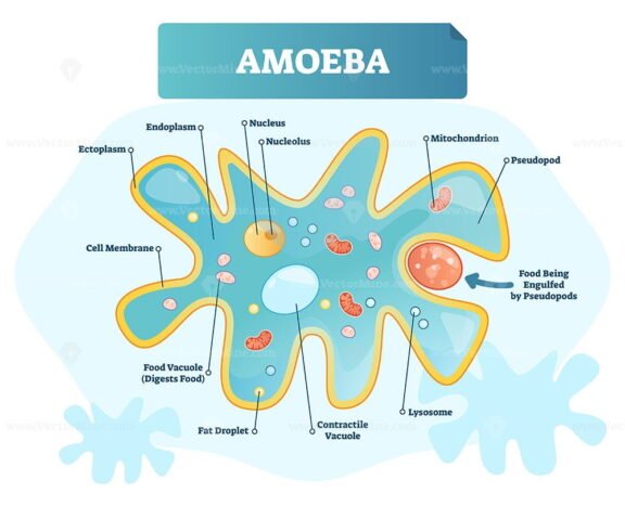 Amoeba