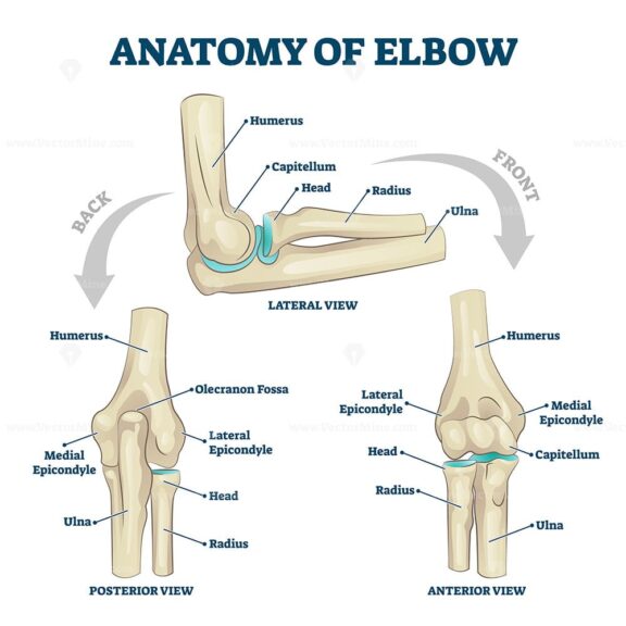 Anatomy of Elbow