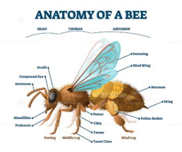 Anatomy of bee educational labeled body structure scheme vector ...